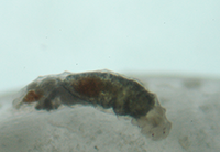 Egg parasite on octopus egg