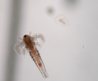 Artemia nauplius with 1mm scale