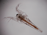 Artemia tibetiana nauplius Artemia nauplius