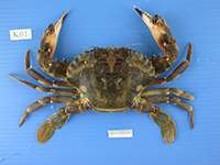 Portunus trituberculatus dorsal view