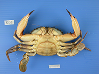 Portunus trituberculatus ventral view