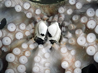Octopus eating a clam