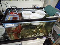 Holding tank for crab larvae