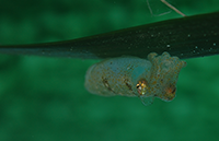 Idiosepius underneath seagrass