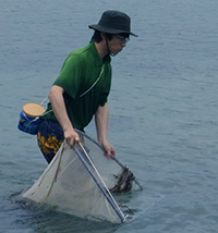 Leo hunting for Idiosepius