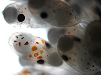 Octopus sinensis advanced embryos