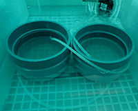 Crab larvae culture units
