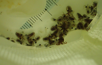 Paroctopus parvus group of feeding juveniles