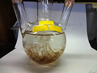 Pyropia tenera experiment