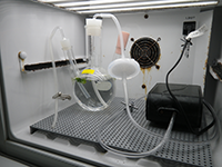 Ulva australis experiment