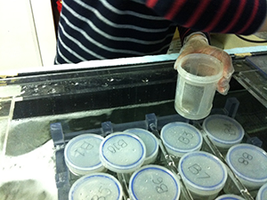 Feeding captive parvus