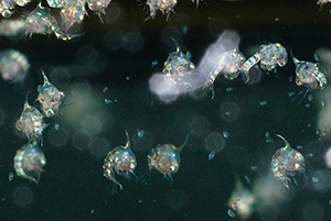 Hemigrapsus zoeae at HP