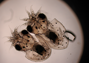 O. sinensis micro hatchlings suckers visible