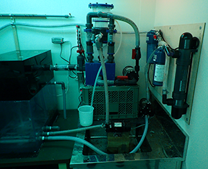 Aq. H~L sump, skimmer, etc.