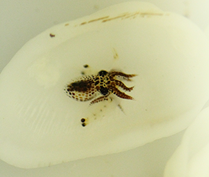 Paroctopus parvus juvenile feeding on a mysid
