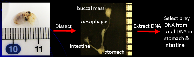 Analysis of paralarval stomach contents