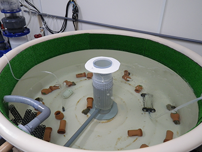 Hatching Aquarium (small earthenware dens previously housed smaller species of octopus)