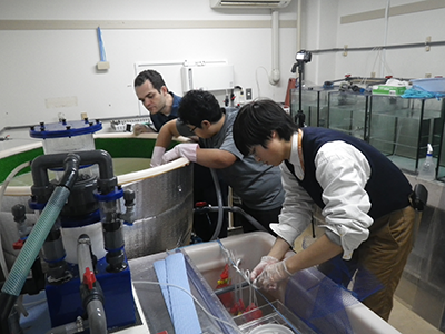 Mating experiments preparation