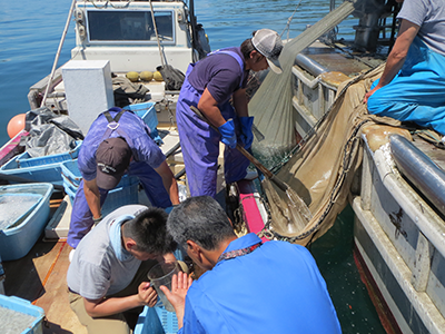 Looking for octopus paralarvae