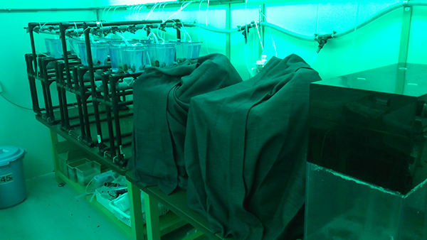 Crab Lab. aquarium system